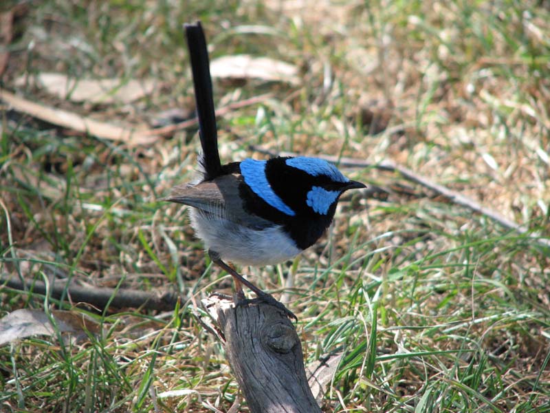 Superb Fairy Wren